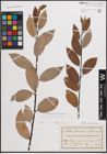 Foto von Salix daphnoides Vill.